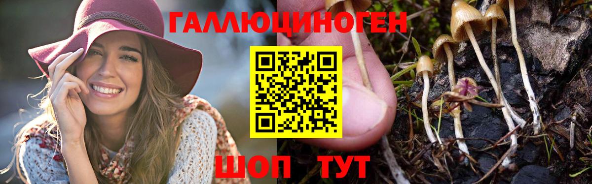 Псилоцибиновые грибы GOLDEN TEACHER  Вход с VPN  Татарск  Галлюциногенные грибы GOLDEN TEACHER 